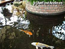 [P05] Bazin cu pesti colarati in holul de intrare, unde e casa de bilete » foto by mireille
 - 
<span class="allrVoted glyphicon glyphicon-heart hidden" id="av414204"></span>
<a class="m-l-10 hidden" id="sv414204" onclick="voting_Foto_DelVot(,414204,3710)" role="button">șterge vot <span class="glyphicon glyphicon-remove"></span></a>
<a id="v9414204" class=" c-red"  onclick="voting_Foto_SetVot(414204)" role="button"><span class="glyphicon glyphicon-heart-empty"></span> <b>LIKE</b> = Votează poza</a> <img class="hidden"  id="f414204W9" src="/imagini/loader.gif" border="0" /><span class="AjErrMes hidden" id="e414204ErM"></span>