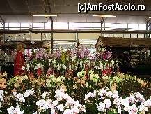 [P08] Orhideele, reginele frumusetii » foto by mireille
 - 
<span class="allrVoted glyphicon glyphicon-heart hidden" id="av414207"></span>
<a class="m-l-10 hidden" id="sv414207" onclick="voting_Foto_DelVot(,414207,3710)" role="button">șterge vot <span class="glyphicon glyphicon-remove"></span></a>
<a id="v9414207" class=" c-red"  onclick="voting_Foto_SetVot(414207)" role="button"><span class="glyphicon glyphicon-heart-empty"></span> <b>LIKE</b> = Votează poza</a> <img class="hidden"  id="f414207W9" src="/imagini/loader.gif" border="0" /><span class="AjErrMes hidden" id="e414207ErM"></span>