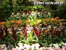 [P09] Aranjament floral elegant » foto by mireille
 - 
<span class="allrVoted glyphicon glyphicon-heart hidden" id="av414208"></span>
<a class="m-l-10 hidden" id="sv414208" onclick="voting_Foto_DelVot(,414208,3710)" role="button">șterge vot <span class="glyphicon glyphicon-remove"></span></a>
<a id="v9414208" class=" c-red"  onclick="voting_Foto_SetVot(414208)" role="button"><span class="glyphicon glyphicon-heart-empty"></span> <b>LIKE</b> = Votează poza</a> <img class="hidden"  id="f414208W9" src="/imagini/loader.gif" border="0" /><span class="AjErrMes hidden" id="e414208ErM"></span>