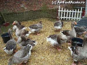 [P30] Tarcul cu gaste de la picioarele bisericii -pasarile dupa parada » foto by mireille
 - 
<span class="allrVoted glyphicon glyphicon-heart hidden" id="av678638"></span>
<a class="m-l-10 hidden" id="sv678638" onclick="voting_Foto_DelVot(,678638,3710)" role="button">șterge vot <span class="glyphicon glyphicon-remove"></span></a>
<a id="v9678638" class=" c-red"  onclick="voting_Foto_SetVot(678638)" role="button"><span class="glyphicon glyphicon-heart-empty"></span> <b>LIKE</b> = Votează poza</a> <img class="hidden"  id="f678638W9" src="/imagini/loader.gif" border="0" /><span class="AjErrMes hidden" id="e678638ErM"></span>