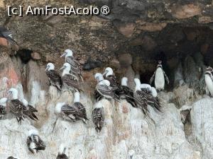 [P17] Insulele Ballestas, „Galapagosul săracilor” » foto by adso
 - 
<span class="allrVoted glyphicon glyphicon-heart hidden" id="av1540544"></span>
<a class="m-l-10 hidden" id="sv1540544" onclick="voting_Foto_DelVot(,1540544,3739)" role="button">șterge vot <span class="glyphicon glyphicon-remove"></span></a>
<a id="v91540544" class=" c-red"  onclick="voting_Foto_SetVot(1540544)" role="button"><span class="glyphicon glyphicon-heart-empty"></span> <b>LIKE</b> = Votează poza</a> <img class="hidden"  id="f1540544W9" src="/imagini/loader.gif" border="0" /><span class="AjErrMes hidden" id="e1540544ErM"></span>