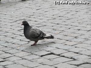 [P16] Turist in Piata Centrala » foto by alb1573
 - 
<span class="allrVoted glyphicon glyphicon-heart hidden" id="av651419"></span>
<a class="m-l-10 hidden" id="sv651419" onclick="voting_Foto_DelVot(,651419,3768)" role="button">șterge vot <span class="glyphicon glyphicon-remove"></span></a>
<a id="v9651419" class=" c-red"  onclick="voting_Foto_SetVot(651419)" role="button"><span class="glyphicon glyphicon-heart-empty"></span> <b>LIKE</b> = Votează poza</a> <img class="hidden"  id="f651419W9" src="/imagini/loader.gif" border="0" /><span class="AjErrMes hidden" id="e651419ErM"></span>