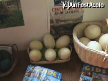 [P02] Ouale de strut la vanzare » foto by lavylus*
 - 
<span class="allrVoted glyphicon glyphicon-heart hidden" id="av151144"></span>
<a class="m-l-10 hidden" id="sv151144" onclick="voting_Foto_DelVot(,151144,3768)" role="button">șterge vot <span class="glyphicon glyphicon-remove"></span></a>
<a id="v9151144" class=" c-red"  onclick="voting_Foto_SetVot(151144)" role="button"><span class="glyphicon glyphicon-heart-empty"></span> <b>LIKE</b> = Votează poza</a> <img class="hidden"  id="f151144W9" src="/imagini/loader.gif" border="0" /><span class="AjErrMes hidden" id="e151144ErM"></span>