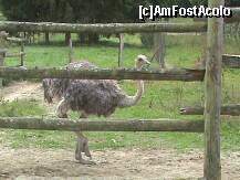 [P05] Crescatoria de struti » foto by lavylus*
 - 
<span class="allrVoted glyphicon glyphicon-heart hidden" id="av151147"></span>
<a class="m-l-10 hidden" id="sv151147" onclick="voting_Foto_DelVot(,151147,3768)" role="button">șterge vot <span class="glyphicon glyphicon-remove"></span></a>
<a id="v9151147" class=" c-red"  onclick="voting_Foto_SetVot(151147)" role="button"><span class="glyphicon glyphicon-heart-empty"></span> <b>LIKE</b> = Votează poza</a> <img class="hidden"  id="f151147W9" src="/imagini/loader.gif" border="0" /><span class="AjErrMes hidden" id="e151147ErM"></span>