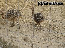 [P06] Micutii struti :X » foto by lavylus*
 - 
<span class="allrVoted glyphicon glyphicon-heart hidden" id="av151148"></span>
<a class="m-l-10 hidden" id="sv151148" onclick="voting_Foto_DelVot(,151148,3768)" role="button">șterge vot <span class="glyphicon glyphicon-remove"></span></a>
<a id="v9151148" class=" c-red"  onclick="voting_Foto_SetVot(151148)" role="button"><span class="glyphicon glyphicon-heart-empty"></span> <b>LIKE</b> = Votează poza</a> <img class="hidden"  id="f151148W9" src="/imagini/loader.gif" border="0" /><span class="AjErrMes hidden" id="e151148ErM"></span>