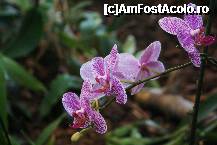 [P11] Flori, fete, filme sau baieti? FLORI » foto by MCM
 - 
<span class="allrVoted glyphicon glyphicon-heart hidden" id="av307751"></span>
<a class="m-l-10 hidden" id="sv307751" onclick="voting_Foto_DelVot(,307751,3768)" role="button">șterge vot <span class="glyphicon glyphicon-remove"></span></a>
<a id="v9307751" class=" c-red"  onclick="voting_Foto_SetVot(307751)" role="button"><span class="glyphicon glyphicon-heart-empty"></span> <b>LIKE</b> = Votează poza</a> <img class="hidden"  id="f307751W9" src="/imagini/loader.gif" border="0" /><span class="AjErrMes hidden" id="e307751ErM"></span>