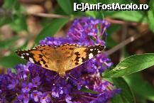 [P14] Foto executata de maestra familiei. Fi'mea. E pe bune » foto by MCM
 - 
<span class="allrVoted glyphicon glyphicon-heart hidden" id="av307755"></span>
<a class="m-l-10 hidden" id="sv307755" onclick="voting_Foto_DelVot(,307755,3768)" role="button">șterge vot <span class="glyphicon glyphicon-remove"></span></a>
<a id="v9307755" class=" c-red"  onclick="voting_Foto_SetVot(307755)" role="button"><span class="glyphicon glyphicon-heart-empty"></span> <b>LIKE</b> = Votează poza</a> <img class="hidden"  id="f307755W9" src="/imagini/loader.gif" border="0" /><span class="AjErrMes hidden" id="e307755ErM"></span>