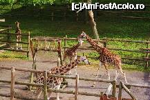 [P17] View cu girafe de pe puntea vaporului. Cu zoom » foto by MCM
 - 
<span class="allrVoted glyphicon glyphicon-heart hidden" id="av307759"></span>
<a class="m-l-10 hidden" id="sv307759" onclick="voting_Foto_DelVot(,307759,3768)" role="button">șterge vot <span class="glyphicon glyphicon-remove"></span></a>
<a id="v9307759" class=" c-red"  onclick="voting_Foto_SetVot(307759)" role="button"><span class="glyphicon glyphicon-heart-empty"></span> <b>LIKE</b> = Votează poza</a> <img class="hidden"  id="f307759W9" src="/imagini/loader.gif" border="0" /><span class="AjErrMes hidden" id="e307759ErM"></span>