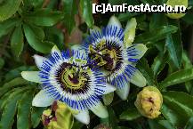 [P19] Passiflora in gradina indoneziana. Erau la tot pasul » foto by MCM
 - 
<span class="allrVoted glyphicon glyphicon-heart hidden" id="av307762"></span>
<a class="m-l-10 hidden" id="sv307762" onclick="voting_Foto_DelVot(,307762,3768)" role="button">șterge vot <span class="glyphicon glyphicon-remove"></span></a>
<a id="v9307762" class=" c-red"  onclick="voting_Foto_SetVot(307762)" role="button"><span class="glyphicon glyphicon-heart-empty"></span> <b>LIKE</b> = Votează poza</a> <img class="hidden"  id="f307762W9" src="/imagini/loader.gif" border="0" /><span class="AjErrMes hidden" id="e307762ErM"></span>