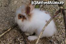 [P21] Pufosenie vie » foto by MCM
 - 
<span class="allrVoted glyphicon glyphicon-heart hidden" id="av307764"></span>
<a class="m-l-10 hidden" id="sv307764" onclick="voting_Foto_DelVot(,307764,3768)" role="button">șterge vot <span class="glyphicon glyphicon-remove"></span></a>
<a id="v9307764" class=" c-red"  onclick="voting_Foto_SetVot(307764)" role="button"><span class="glyphicon glyphicon-heart-empty"></span> <b>LIKE</b> = Votează poza</a> <img class="hidden"  id="f307764W9" src="/imagini/loader.gif" border="0" /><span class="AjErrMes hidden" id="e307764ErM"></span>