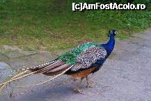 [P22] Paunul care mergea mandru pe aleile parcului » foto by MCM
 - 
<span class="allrVoted glyphicon glyphicon-heart hidden" id="av307766"></span>
<a class="m-l-10 hidden" id="sv307766" onclick="voting_Foto_DelVot(,307766,3768)" role="button">șterge vot <span class="glyphicon glyphicon-remove"></span></a>
<a id="v9307766" class=" c-red"  onclick="voting_Foto_SetVot(307766)" role="button"><span class="glyphicon glyphicon-heart-empty"></span> <b>LIKE</b> = Votează poza</a> <img class="hidden"  id="f307766W9" src="/imagini/loader.gif" border="0" /><span class="AjErrMes hidden" id="e307766ErM"></span>