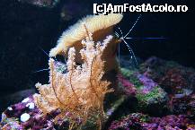 [P05] 2 langustine jucand de-a va-ti ascunselea. Nu stiu cine a castigat » foto by MCM
 - 
<span class="allrVoted glyphicon glyphicon-heart hidden" id="av307742"></span>
<a class="m-l-10 hidden" id="sv307742" onclick="voting_Foto_DelVot(,307742,3768)" role="button">șterge vot <span class="glyphicon glyphicon-remove"></span></a>
<a id="v9307742" class=" c-red"  onclick="voting_Foto_SetVot(307742)" role="button"><span class="glyphicon glyphicon-heart-empty"></span> <b>LIKE</b> = Votează poza</a> <img class="hidden"  id="f307742W9" src="/imagini/loader.gif" border="0" /><span class="AjErrMes hidden" id="e307742ErM"></span>