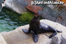 [P06] Mamaaa, mamaaaa, mi-e foaaameeee » foto by MCM
 - 
<span class="allrVoted glyphicon glyphicon-heart hidden" id="av307744"></span>
<a class="m-l-10 hidden" id="sv307744" onclick="voting_Foto_DelVot(,307744,3768)" role="button">șterge vot <span class="glyphicon glyphicon-remove"></span></a>
<a id="v9307744" class=" c-red"  onclick="voting_Foto_SetVot(307744)" role="button"><span class="glyphicon glyphicon-heart-empty"></span> <b>LIKE</b> = Votează poza</a> <img class="hidden"  id="f307744W9" src="/imagini/loader.gif" border="0" /><span class="AjErrMes hidden" id="e307744ErM"></span>