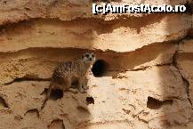 [P09] Episodul ' Stau si eu putin aici' din celebra telenovela Meerkat Manor » foto by MCM
 - 
<span class="allrVoted glyphicon glyphicon-heart hidden" id="av307748"></span>
<a class="m-l-10 hidden" id="sv307748" onclick="voting_Foto_DelVot(,307748,3768)" role="button">șterge vot <span class="glyphicon glyphicon-remove"></span></a>
<a id="v9307748" class=" c-red"  onclick="voting_Foto_SetVot(307748)" role="button"><span class="glyphicon glyphicon-heart-empty"></span> <b>LIKE</b> = Votează poza</a> <img class="hidden"  id="f307748W9" src="/imagini/loader.gif" border="0" /><span class="AjErrMes hidden" id="e307748ErM"></span>