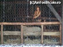 [P12] Oaia » foto by nnaaee
 - 
<span class="allrVoted glyphicon glyphicon-heart hidden" id="av242959"></span>
<a class="m-l-10 hidden" id="sv242959" onclick="voting_Foto_DelVot(,242959,3768)" role="button">șterge vot <span class="glyphicon glyphicon-remove"></span></a>
<a id="v9242959" class=" c-red"  onclick="voting_Foto_SetVot(242959)" role="button"><span class="glyphicon glyphicon-heart-empty"></span> <b>LIKE</b> = Votează poza</a> <img class="hidden"  id="f242959W9" src="/imagini/loader.gif" border="0" /><span class="AjErrMes hidden" id="e242959ErM"></span>