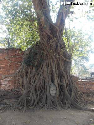 [P21] Wat Maha That, Capul lui Buddha în copac » foto by mprofeanu
 - 
<span class="allrVoted glyphicon glyphicon-heart hidden" id="av607176"></span>
<a class="m-l-10 hidden" id="sv607176" onclick="voting_Foto_DelVot(,607176,3802)" role="button">șterge vot <span class="glyphicon glyphicon-remove"></span></a>
<a id="v9607176" class=" c-red"  onclick="voting_Foto_SetVot(607176)" role="button"><span class="glyphicon glyphicon-heart-empty"></span> <b>LIKE</b> = Votează poza</a> <img class="hidden"  id="f607176W9" src="/imagini/loader.gif" border="0" /><span class="AjErrMes hidden" id="e607176ErM"></span>