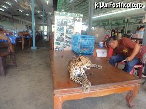 [P07] pui de leopard la poza!!!  » foto by robert
 - 
<span class="allrVoted glyphicon glyphicon-heart hidden" id="av587055"></span>
<a class="m-l-10 hidden" id="sv587055" onclick="voting_Foto_DelVot(,587055,3802)" role="button">șterge vot <span class="glyphicon glyphicon-remove"></span></a>
<a id="v9587055" class=" c-red"  onclick="voting_Foto_SetVot(587055)" role="button"><span class="glyphicon glyphicon-heart-empty"></span> <b>LIKE</b> = Votează poza</a> <img class="hidden"  id="f587055W9" src="/imagini/loader.gif" border="0" /><span class="AjErrMes hidden" id="e587055ErM"></span>