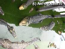 [P36] Crocodilii asteptau sa mai primeasca de mancare; cei de aici erau foarte mari » foto by lizuk
 - 
<span class="allrVoted glyphicon glyphicon-heart hidden" id="av25867"></span>
<a class="m-l-10 hidden" id="sv25867" onclick="voting_Foto_DelVot(,25867,3802)" role="button">șterge vot <span class="glyphicon glyphicon-remove"></span></a>
<a id="v925867" class=" c-red"  onclick="voting_Foto_SetVot(25867)" role="button"><span class="glyphicon glyphicon-heart-empty"></span> <b>LIKE</b> = Votează poza</a> <img class="hidden"  id="f25867W9" src="/imagini/loader.gif" border="0" /><span class="AjErrMes hidden" id="e25867ErM"></span>