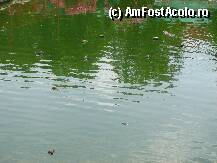 [P37] Pana sa incepem sa le dam de mancare, credeam ca in apa sunt doar cativa crocodili; dupa ce am inceput sa aruncam jumatatile de pui au iesit o multime la suprafata » foto by lizuk
 - 
<span class="allrVoted glyphicon glyphicon-heart hidden" id="av25868"></span>
<a class="m-l-10 hidden" id="sv25868" onclick="voting_Foto_DelVot(,25868,3802)" role="button">șterge vot <span class="glyphicon glyphicon-remove"></span></a>
<a id="v925868" class=" c-red"  onclick="voting_Foto_SetVot(25868)" role="button"><span class="glyphicon glyphicon-heart-empty"></span> <b>LIKE</b> = Votează poza</a> <img class="hidden"  id="f25868W9" src="/imagini/loader.gif" border="0" /><span class="AjErrMes hidden" id="e25868ErM"></span>