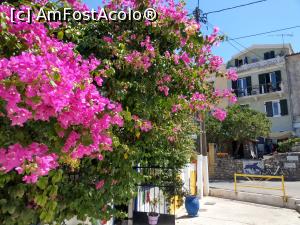 [P07] Bouganvillea, nelipsită &icirc;n Gaios. » foto by maryka
 - 
<span class="allrVoted glyphicon glyphicon-heart hidden" id="av1259801"></span>
<a class="m-l-10 hidden" id="sv1259801" onclick="voting_Foto_DelVot(,1259801,3807)" role="button">șterge vot <span class="glyphicon glyphicon-remove"></span></a>
<a id="v91259801" class=" c-red"  onclick="voting_Foto_SetVot(1259801)" role="button"><span class="glyphicon glyphicon-heart-empty"></span> <b>LIKE</b> = Votează poza</a> <img class="hidden"  id="f1259801W9" src="/imagini/loader.gif" border="0" /><span class="AjErrMes hidden" id="e1259801ErM"></span>