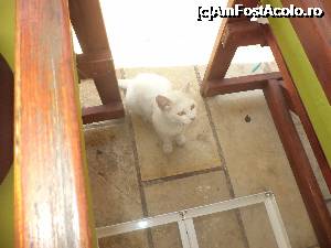 [P22] Cu pisicuta asta am impartit calamarul mancat la o terasa din portul Gaios. 
Din pacate alte fotografii cu insula Paxos nu am mai facut, fiind prea toropiti de caldura.  » foto by mogly
 - 
<span class="allrVoted glyphicon glyphicon-heart hidden" id="av703588"></span>
<a class="m-l-10 hidden" id="sv703588" onclick="voting_Foto_DelVot(,703588,3807)" role="button">șterge vot <span class="glyphicon glyphicon-remove"></span></a>
<a id="v9703588" class=" c-red"  onclick="voting_Foto_SetVot(703588)" role="button"><span class="glyphicon glyphicon-heart-empty"></span> <b>LIKE</b> = Votează poza</a> <img class="hidden"  id="f703588W9" src="/imagini/loader.gif" border="0" /><span class="AjErrMes hidden" id="e703588ErM"></span>