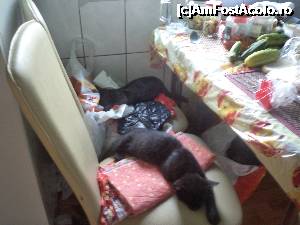 [P23] Si dupa ce ne-am intors din insule, priviti ce am gasit in bucataria noastra. Initial am crezut ca cei doi motanosi au organizat in lipsa noastra o petrecere si sunt mahmuri. Dar nu era asa, ei bietii erau lihniti de foame, ca le-am lasat pe masa doar castraveti.  » foto by mogly
 - 
<span class="allrVoted glyphicon glyphicon-heart hidden" id="av703589"></span>
<a class="m-l-10 hidden" id="sv703589" onclick="voting_Foto_DelVot(,703589,3807)" role="button">șterge vot <span class="glyphicon glyphicon-remove"></span></a>
<a id="v9703589" class=" c-red"  onclick="voting_Foto_SetVot(703589)" role="button"><span class="glyphicon glyphicon-heart-empty"></span> <b>LIKE</b> = Votează poza</a> <img class="hidden"  id="f703589W9" src="/imagini/loader.gif" border="0" /><span class="AjErrMes hidden" id="e703589ErM"></span>