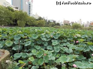 [P12] Tokyo, Parcul Ueno, lacul plin cu lotus » foto by mprofeanu
 - 
<span class="allrVoted glyphicon glyphicon-heart hidden" id="av673844"></span>
<a class="m-l-10 hidden" id="sv673844" onclick="voting_Foto_DelVot(,673844,3821)" role="button">șterge vot <span class="glyphicon glyphicon-remove"></span></a>
<a id="v9673844" class=" c-red"  onclick="voting_Foto_SetVot(673844)" role="button"><span class="glyphicon glyphicon-heart-empty"></span> <b>LIKE</b> = Votează poza</a> <img class="hidden"  id="f673844W9" src="/imagini/loader.gif" border="0" /><span class="AjErrMes hidden" id="e673844ErM"></span>