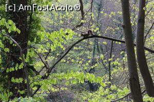 [P05] Munții Pădurea Craiului, Spre Peștera Vadul Crișului, o veveriță așteaptă să fie pozată » foto by mprofeanu
 - 
<span class="allrVoted glyphicon glyphicon-heart hidden" id="av1066247"></span>
<a class="m-l-10 hidden" id="sv1066247" onclick="voting_Foto_DelVot(,1066247,3850)" role="button">șterge vot <span class="glyphicon glyphicon-remove"></span></a>
<a id="v91066247" class=" c-red"  onclick="voting_Foto_SetVot(1066247)" role="button"><span class="glyphicon glyphicon-heart-empty"></span> <b>LIKE</b> = Votează poza</a> <img class="hidden"  id="f1066247W9" src="/imagini/loader.gif" border="0" /><span class="AjErrMes hidden" id="e1066247ErM"></span>
