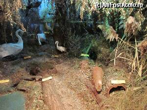 [P03] Diorama Acvariu Tulcea » foto by Testosu'
 - 
<span class="allrVoted glyphicon glyphicon-heart hidden" id="av685233"></span>
<a class="m-l-10 hidden" id="sv685233" onclick="voting_Foto_DelVot(,685233,3854)" role="button">șterge vot <span class="glyphicon glyphicon-remove"></span></a>
<a id="v9685233" class=" c-red"  onclick="voting_Foto_SetVot(685233)" role="button"><span class="glyphicon glyphicon-heart-empty"></span> <b>LIKE</b> = Votează poza</a> <img class="hidden"  id="f685233W9" src="/imagini/loader.gif" border="0" /><span class="AjErrMes hidden" id="e685233ErM"></span>