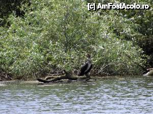[P50] Din nou la Tulcea - am pornit prin Deltă. pui de cormoran » foto by Dragoș_MD
 - 
<span class="allrVoted glyphicon glyphicon-heart hidden" id="av515702"></span>
<a class="m-l-10 hidden" id="sv515702" onclick="voting_Foto_DelVot(,515702,3854)" role="button">șterge vot <span class="glyphicon glyphicon-remove"></span></a>
<a id="v9515702" class=" c-red"  onclick="voting_Foto_SetVot(515702)" role="button"><span class="glyphicon glyphicon-heart-empty"></span> <b>LIKE</b> = Votează poza</a> <img class="hidden"  id="f515702W9" src="/imagini/loader.gif" border="0" /><span class="AjErrMes hidden" id="e515702ErM"></span>