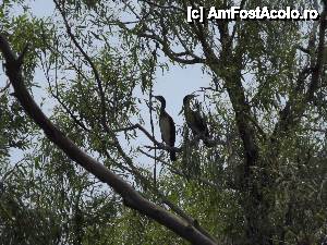 [P52] Din nou la Tulcea - am pornit prin Deltă. cormorani » foto by Dragoș_MD
 - 
<span class="allrVoted glyphicon glyphicon-heart hidden" id="av515704"></span>
<a class="m-l-10 hidden" id="sv515704" onclick="voting_Foto_DelVot(,515704,3854)" role="button">șterge vot <span class="glyphicon glyphicon-remove"></span></a>
<a id="v9515704" class=" c-red"  onclick="voting_Foto_SetVot(515704)" role="button"><span class="glyphicon glyphicon-heart-empty"></span> <b>LIKE</b> = Votează poza</a> <img class="hidden"  id="f515704W9" src="/imagini/loader.gif" border="0" /><span class="AjErrMes hidden" id="e515704ErM"></span>