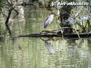 [P54] Din nou la Tulcea - am pornit prin Deltă.  » foto by Dragoș_MD
 - 
<span class="allrVoted glyphicon glyphicon-heart hidden" id="av515706"></span>
<a class="m-l-10 hidden" id="sv515706" onclick="voting_Foto_DelVot(,515706,3854)" role="button">șterge vot <span class="glyphicon glyphicon-remove"></span></a>
<a id="v9515706" class=" c-red"  onclick="voting_Foto_SetVot(515706)" role="button"><span class="glyphicon glyphicon-heart-empty"></span> <b>LIKE</b> = Votează poza</a> <img class="hidden"  id="f515706W9" src="/imagini/loader.gif" border="0" /><span class="AjErrMes hidden" id="e515706ErM"></span>