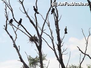 [P55] Din nou la Tulcea - am pornit prin Deltă. cormorani » foto by Dragoș_MD
 - 
<span class="allrVoted glyphicon glyphicon-heart hidden" id="av515707"></span>
<a class="m-l-10 hidden" id="sv515707" onclick="voting_Foto_DelVot(,515707,3854)" role="button">șterge vot <span class="glyphicon glyphicon-remove"></span></a>
<a id="v9515707" class=" c-red"  onclick="voting_Foto_SetVot(515707)" role="button"><span class="glyphicon glyphicon-heart-empty"></span> <b>LIKE</b> = Votează poza</a> <img class="hidden"  id="f515707W9" src="/imagini/loader.gif" border="0" /><span class="AjErrMes hidden" id="e515707ErM"></span>