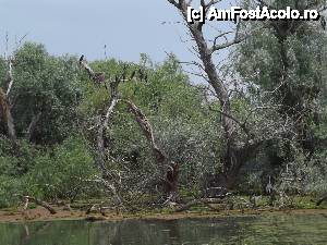 [P59] Din nou la Tulcea - am pornit prin Deltă. cormorani » foto by Dragoș_MD
 - 
<span class="allrVoted glyphicon glyphicon-heart hidden" id="av515711"></span>
<a class="m-l-10 hidden" id="sv515711" onclick="voting_Foto_DelVot(,515711,3854)" role="button">șterge vot <span class="glyphicon glyphicon-remove"></span></a>
<a id="v9515711" class=" c-red"  onclick="voting_Foto_SetVot(515711)" role="button"><span class="glyphicon glyphicon-heart-empty"></span> <b>LIKE</b> = Votează poza</a> <img class="hidden"  id="f515711W9" src="/imagini/loader.gif" border="0" /><span class="AjErrMes hidden" id="e515711ErM"></span>