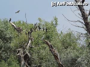 [P60] Din nou la Tulcea - am pornit prin Deltă. cormorani » foto by Dragoș_MD
 - 
<span class="allrVoted glyphicon glyphicon-heart hidden" id="av515712"></span>
<a class="m-l-10 hidden" id="sv515712" onclick="voting_Foto_DelVot(,515712,3854)" role="button">șterge vot <span class="glyphicon glyphicon-remove"></span></a>
<a id="v9515712" class=" c-red"  onclick="voting_Foto_SetVot(515712)" role="button"><span class="glyphicon glyphicon-heart-empty"></span> <b>LIKE</b> = Votează poza</a> <img class="hidden"  id="f515712W9" src="/imagini/loader.gif" border="0" /><span class="AjErrMes hidden" id="e515712ErM"></span>