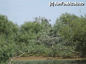 [P62] Din nou la Tulcea - am pornit prin Deltă. cormorani » foto by Dragoș_MD
 - 
<span class="allrVoted glyphicon glyphicon-heart hidden" id="av515714"></span>
<a class="m-l-10 hidden" id="sv515714" onclick="voting_Foto_DelVot(,515714,3854)" role="button">șterge vot <span class="glyphicon glyphicon-remove"></span></a>
<a id="v9515714" class=" c-red"  onclick="voting_Foto_SetVot(515714)" role="button"><span class="glyphicon glyphicon-heart-empty"></span> <b>LIKE</b> = Votează poza</a> <img class="hidden"  id="f515714W9" src="/imagini/loader.gif" border="0" /><span class="AjErrMes hidden" id="e515714ErM"></span>