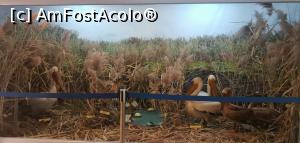 [P27] <strong>Centrul Muzeal Ecoturistic Delta Dunării</strong>  - pelicani. » foto by Aurici
 - 
<span class="allrVoted glyphicon glyphicon-heart hidden" id="av1234437"></span>
<a class="m-l-10 hidden" id="sv1234437" onclick="voting_Foto_DelVot(,1234437,3854)" role="button">șterge vot <span class="glyphicon glyphicon-remove"></span></a>
<a id="v91234437" class=" c-red"  onclick="voting_Foto_SetVot(1234437)" role="button"><span class="glyphicon glyphicon-heart-empty"></span> <b>LIKE</b> = Votează poza</a> <img class="hidden"  id="f1234437W9" src="/imagini/loader.gif" border="0" /><span class="AjErrMes hidden" id="e1234437ErM"></span>