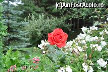 [P18] cel mai pur trandafir pentru voi » foto by Sanziana
 - 
<span class="allrVoted glyphicon glyphicon-heart hidden" id="av144392"></span>
<a class="m-l-10 hidden" id="sv144392" onclick="voting_Foto_DelVot(,144392,3916)" role="button">șterge vot <span class="glyphicon glyphicon-remove"></span></a>
<a id="v9144392" class=" c-red"  onclick="voting_Foto_SetVot(144392)" role="button"><span class="glyphicon glyphicon-heart-empty"></span> <b>LIKE</b> = Votează poza</a> <img class="hidden"  id="f144392W9" src="/imagini/loader.gif" border="0" /><span class="AjErrMes hidden" id="e144392ErM"></span>