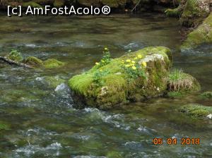 [P58] superbe flori in mijlocul apei » foto by Denisa13
 - 
<span class="allrVoted glyphicon glyphicon-heart hidden" id="av959637"></span>
<a class="m-l-10 hidden" id="sv959637" onclick="voting_Foto_DelVot(,959637,3939)" role="button">șterge vot <span class="glyphicon glyphicon-remove"></span></a>
<a id="v9959637" class=" c-red"  onclick="voting_Foto_SetVot(959637)" role="button"><span class="glyphicon glyphicon-heart-empty"></span> <b>LIKE</b> = Votează poza</a> <img class="hidden"  id="f959637W9" src="/imagini/loader.gif" border="0" /><span class="AjErrMes hidden" id="e959637ErM"></span>