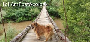 [P26] Puntea suspendată, imediat după pensiunea Patru Anotimpuri. Gigel nu a abandonat deloc și ne-a &icirc;nsoțit toată ziua. A făcut și el 26 de km după care a dormit 2 zile. » foto by Aurici
 - 
<span class="allrVoted glyphicon glyphicon-heart hidden" id="av1186688"></span>
<a class="m-l-10 hidden" id="sv1186688" onclick="voting_Foto_DelVot(,1186688,3939)" role="button">șterge vot <span class="glyphicon glyphicon-remove"></span></a>
<a id="v91186688" class=" c-red"  onclick="voting_Foto_SetVot(1186688)" role="button"><span class="glyphicon glyphicon-heart-empty"></span> <b>LIKE</b> = Votează poza</a> <img class="hidden"  id="f1186688W9" src="/imagini/loader.gif" border="0" /><span class="AjErrMes hidden" id="e1186688ErM"></span>