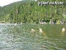 [P13] Lacul Rosu » foto by ghemonica
 - 
<span class="allrVoted glyphicon glyphicon-heart hidden" id="av237618"></span>
<a class="m-l-10 hidden" id="sv237618" onclick="voting_Foto_DelVot(,237618,3998)" role="button">șterge vot <span class="glyphicon glyphicon-remove"></span></a>
<a id="v9237618" class=" c-red"  onclick="voting_Foto_SetVot(237618)" role="button"><span class="glyphicon glyphicon-heart-empty"></span> <b>LIKE</b> = Votează poza</a> <img class="hidden"  id="f237618W9" src="/imagini/loader.gif" border="0" /><span class="AjErrMes hidden" id="e237618ErM"></span>