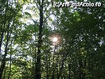 [P01] inconjurati de padure » foto by danoradea
 - 
<span class="allrVoted glyphicon glyphicon-heart hidden" id="av31661"></span>
<a class="m-l-10 hidden" id="sv31661" onclick="voting_Foto_DelVot(,31661,4038)" role="button">șterge vot <span class="glyphicon glyphicon-remove"></span></a>
<a id="v931661" class=" c-red"  onclick="voting_Foto_SetVot(31661)" role="button"><span class="glyphicon glyphicon-heart-empty"></span> <b>LIKE</b> = Votează poza</a> <img class="hidden"  id="f31661W9" src="/imagini/loader.gif" border="0" /><span class="AjErrMes hidden" id="e31661ErM"></span>