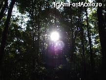 [P02] ratacind prin padure, ascunzandu-ne de soare » foto by danoradea
 - 
<span class="allrVoted glyphicon glyphicon-heart hidden" id="av31662"></span>
<a class="m-l-10 hidden" id="sv31662" onclick="voting_Foto_DelVot(,31662,4038)" role="button">șterge vot <span class="glyphicon glyphicon-remove"></span></a>
<a id="v931662" class=" c-red"  onclick="voting_Foto_SetVot(31662)" role="button"><span class="glyphicon glyphicon-heart-empty"></span> <b>LIKE</b> = Votează poza</a> <img class="hidden"  id="f31662W9" src="/imagini/loader.gif" border="0" /><span class="AjErrMes hidden" id="e31662ErM"></span>