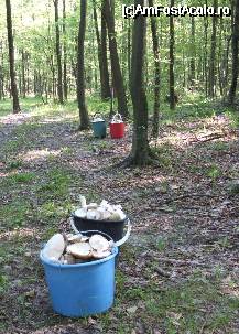 [P04] va spuneam parca ceva de ciuperci... » foto by danoradea
 - 
<span class="allrVoted glyphicon glyphicon-heart hidden" id="av31664"></span>
<a class="m-l-10 hidden" id="sv31664" onclick="voting_Foto_DelVot(,31664,4038)" role="button">șterge vot <span class="glyphicon glyphicon-remove"></span></a>
<a id="v931664" class=" c-red"  onclick="voting_Foto_SetVot(31664)" role="button"><span class="glyphicon glyphicon-heart-empty"></span> <b>LIKE</b> = Votează poza</a> <img class="hidden"  id="f31664W9" src="/imagini/loader.gif" border="0" /><span class="AjErrMes hidden" id="e31664ErM"></span>