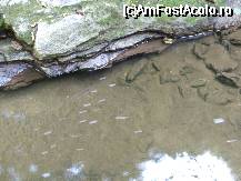 [P08] o surpriza au fost si racusorii pe care i-am gasit in apa » foto by danoradea
 - 
<span class="allrVoted glyphicon glyphicon-heart hidden" id="av31669"></span>
<a class="m-l-10 hidden" id="sv31669" onclick="voting_Foto_DelVot(,31669,4038)" role="button">șterge vot <span class="glyphicon glyphicon-remove"></span></a>
<a id="v931669" class=" c-red"  onclick="voting_Foto_SetVot(31669)" role="button"><span class="glyphicon glyphicon-heart-empty"></span> <b>LIKE</b> = Votează poza</a> <img class="hidden"  id="f31669W9" src="/imagini/loader.gif" border="0" /><span class="AjErrMes hidden" id="e31669ErM"></span>