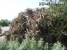 [P12] o aloe imensa , chiar la intrarea in cetate » foto by a.sr*
 - 
<span class="allrVoted glyphicon glyphicon-heart hidden" id="av266556"></span>
<a class="m-l-10 hidden" id="sv266556" onclick="voting_Foto_DelVot(,266556,4041)" role="button">șterge vot <span class="glyphicon glyphicon-remove"></span></a>
<a id="v9266556" class=" c-red"  onclick="voting_Foto_SetVot(266556)" role="button"><span class="glyphicon glyphicon-heart-empty"></span> <b>LIKE</b> = Votează poza</a> <img class="hidden"  id="f266556W9" src="/imagini/loader.gif" border="0" /><span class="AjErrMes hidden" id="e266556ErM"></span>