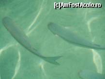 [P33] acesti pesti sunt nimik pe lângă ce ascunde M.Roșie » foto by RLY22*
 - 
<span class="allrVoted glyphicon glyphicon-heart hidden" id="av100270"></span>
<a class="m-l-10 hidden" id="sv100270" onclick="voting_Foto_DelVot(,100270,4046)" role="button">șterge vot <span class="glyphicon glyphicon-remove"></span></a>
<a id="v9100270" class=" c-red"  onclick="voting_Foto_SetVot(100270)" role="button"><span class="glyphicon glyphicon-heart-empty"></span> <b>LIKE</b> = Votează poza</a> <img class="hidden"  id="f100270W9" src="/imagini/loader.gif" border="0" /><span class="AjErrMes hidden" id="e100270ErM"></span>