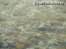 [P34] frumos.... » foto by RLY22*
 - 
<span class="allrVoted glyphicon glyphicon-heart hidden" id="av100271"></span>
<a class="m-l-10 hidden" id="sv100271" onclick="voting_Foto_DelVot(,100271,4046)" role="button">șterge vot <span class="glyphicon glyphicon-remove"></span></a>
<a id="v9100271" class=" c-red"  onclick="voting_Foto_SetVot(100271)" role="button"><span class="glyphicon glyphicon-heart-empty"></span> <b>LIKE</b> = Votează poza</a> <img class="hidden"  id="f100271W9" src="/imagini/loader.gif" border="0" /><span class="AjErrMes hidden" id="e100271ErM"></span>