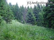 [P09] Iarba verde de acasa , din cauza ploilor e foarte grasa si bine crescuta » foto by ionescunic
 - 
<span class="allrVoted glyphicon glyphicon-heart hidden" id="av103852"></span>
<a class="m-l-10 hidden" id="sv103852" onclick="voting_Foto_DelVot(,103852,4076)" role="button">șterge vot <span class="glyphicon glyphicon-remove"></span></a>
<a id="v9103852" class=" c-red"  onclick="voting_Foto_SetVot(103852)" role="button"><span class="glyphicon glyphicon-heart-empty"></span> <b>LIKE</b> = Votează poza</a> <img class="hidden"  id="f103852W9" src="/imagini/loader.gif" border="0" /><span class="AjErrMes hidden" id="e103852ErM"></span>