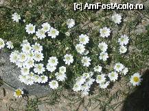 [P21] Flori crescute-n piatra,in Bucegi! » foto by georgiana
 - 
<span class="allrVoted glyphicon glyphicon-heart hidden" id="av47806"></span>
<a class="m-l-10 hidden" id="sv47806" onclick="voting_Foto_DelVot(,47806,4076)" role="button">șterge vot <span class="glyphicon glyphicon-remove"></span></a>
<a id="v947806" class=" c-red"  onclick="voting_Foto_SetVot(47806)" role="button"><span class="glyphicon glyphicon-heart-empty"></span> <b>LIKE</b> = Votează poza</a> <img class="hidden"  id="f47806W9" src="/imagini/loader.gif" border="0" /><span class="AjErrMes hidden" id="e47806ErM"></span>
